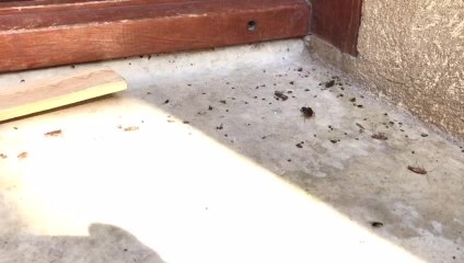 La maison des cafards à Troyes