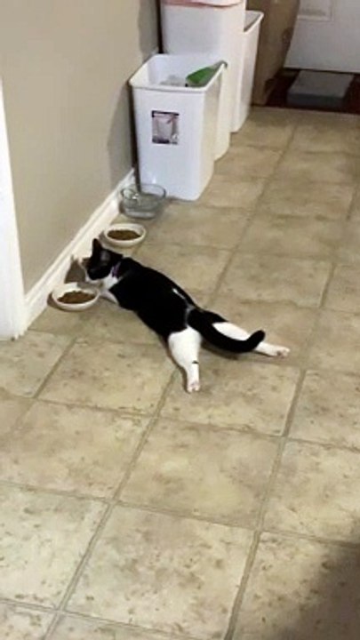 Cat Splooting While Eating