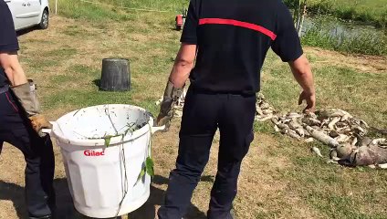 Les pompiers ramassent les poissons morts dans l'Aisne