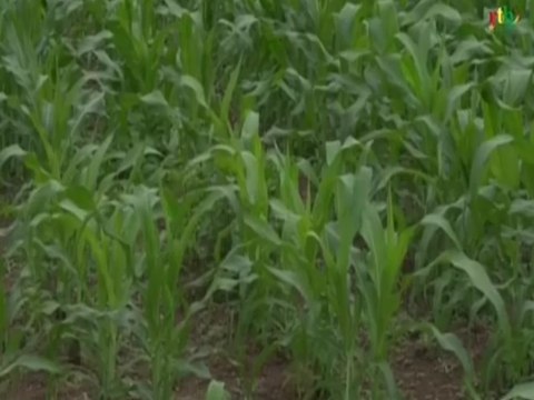 RTB / Mise au point du Projet de gestion des risques agricoles et alimentaire avec les agriculteurs de la Boucle du Mouhoun