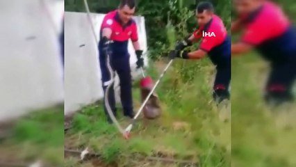 Evin bahçesindeki yılan panik yaşattı