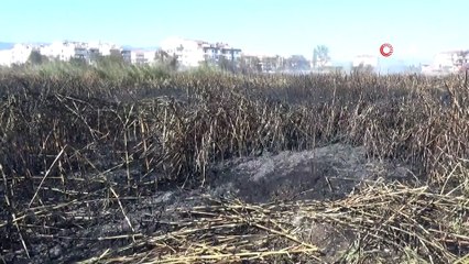 Alevlere teslim olan sazlık siyaha büründü, göçebe kuşların yuvası küle döndü