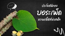 บอระเพ็ด สมุนไพรรสขมแต่เด็ด ที่คนรักสุขภาพพลาดไม่ได้
