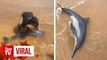 UMT students rescue beached dolphin