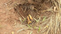 Mass graves in central Congo bear witness to growing violence
