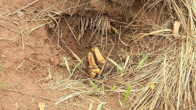 Mass graves in central Congo bear witness to growing violence