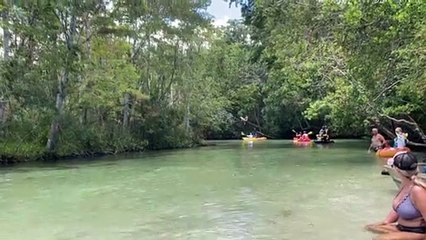 Dog and his Buddy Simultaneously Jump into the Weeki Wachee River