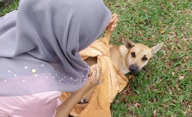 Malay woman praised for saving dog