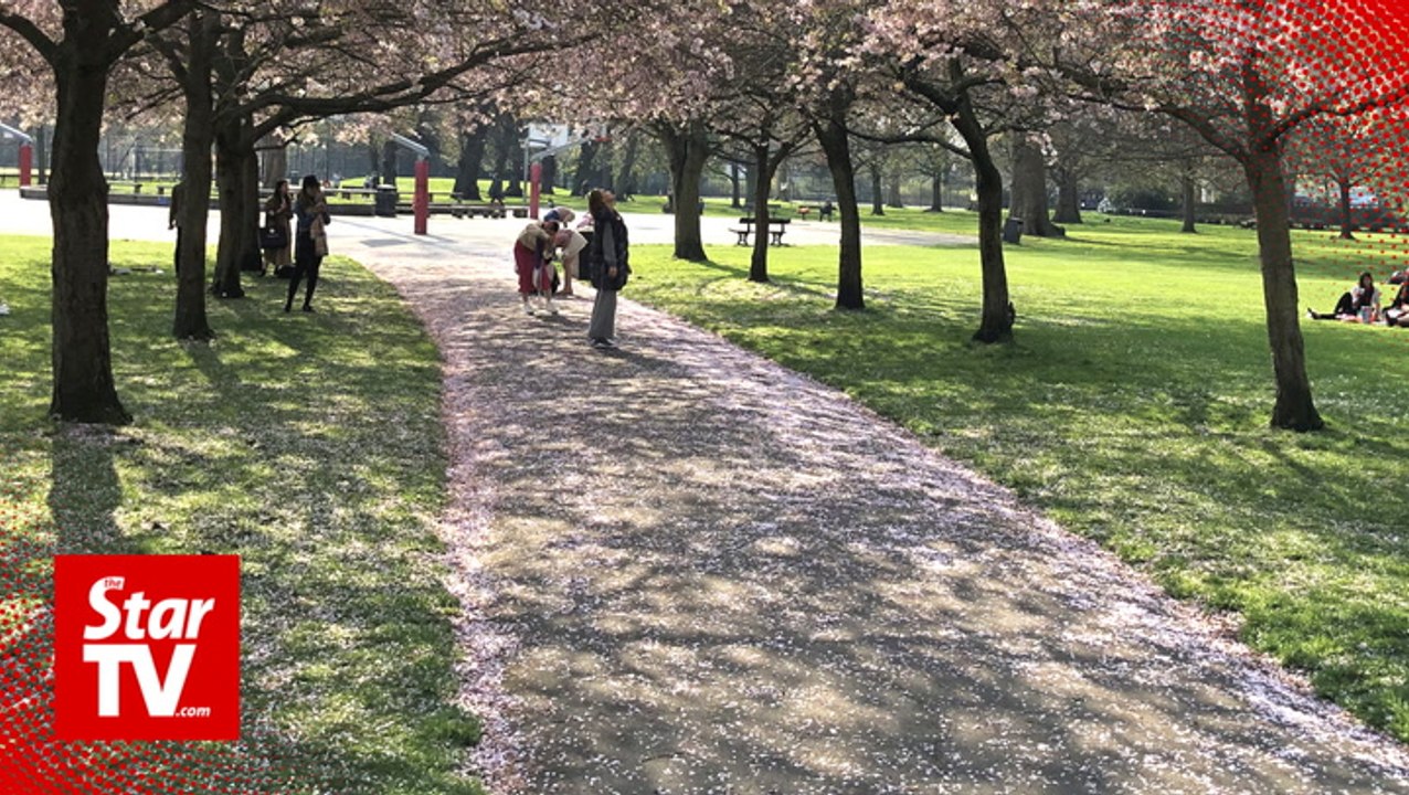 OFF THE BEAT: Sakura in London