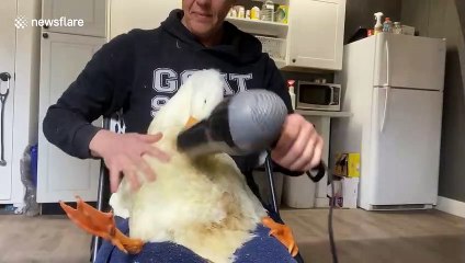 Silly duck enjoys getting blowdried in Virginia