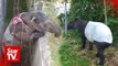 Wildlife officers save lost tapir in Kota Kemuning