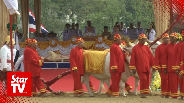 New Thai king and queen take part in 'Royal Ploughing' ceremony
