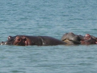 Hippopotames au lac Tanganyika