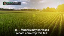 Favorable weather leads to bumper U.S. corn crop