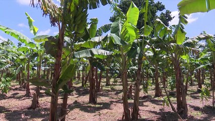 Descargar video: AN 60 : Les défis de la formation agricole en Côte d'Ivoire