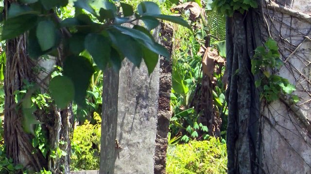 AN 60 : Sur les traces de la première usine de café en Côte d'Ivoire à Elima à Adiaké