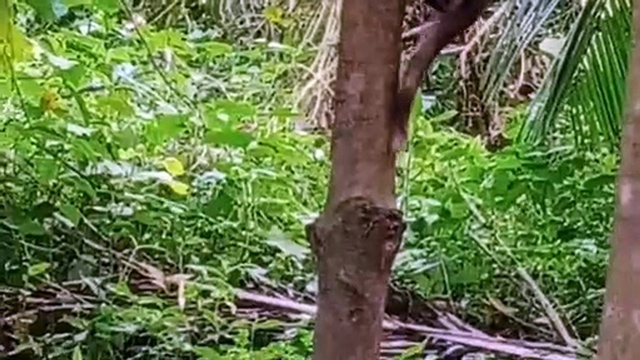 Cats playing the ground