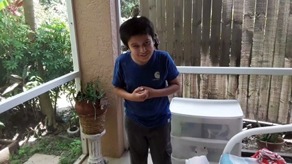 Northern mockingbird 3 baby