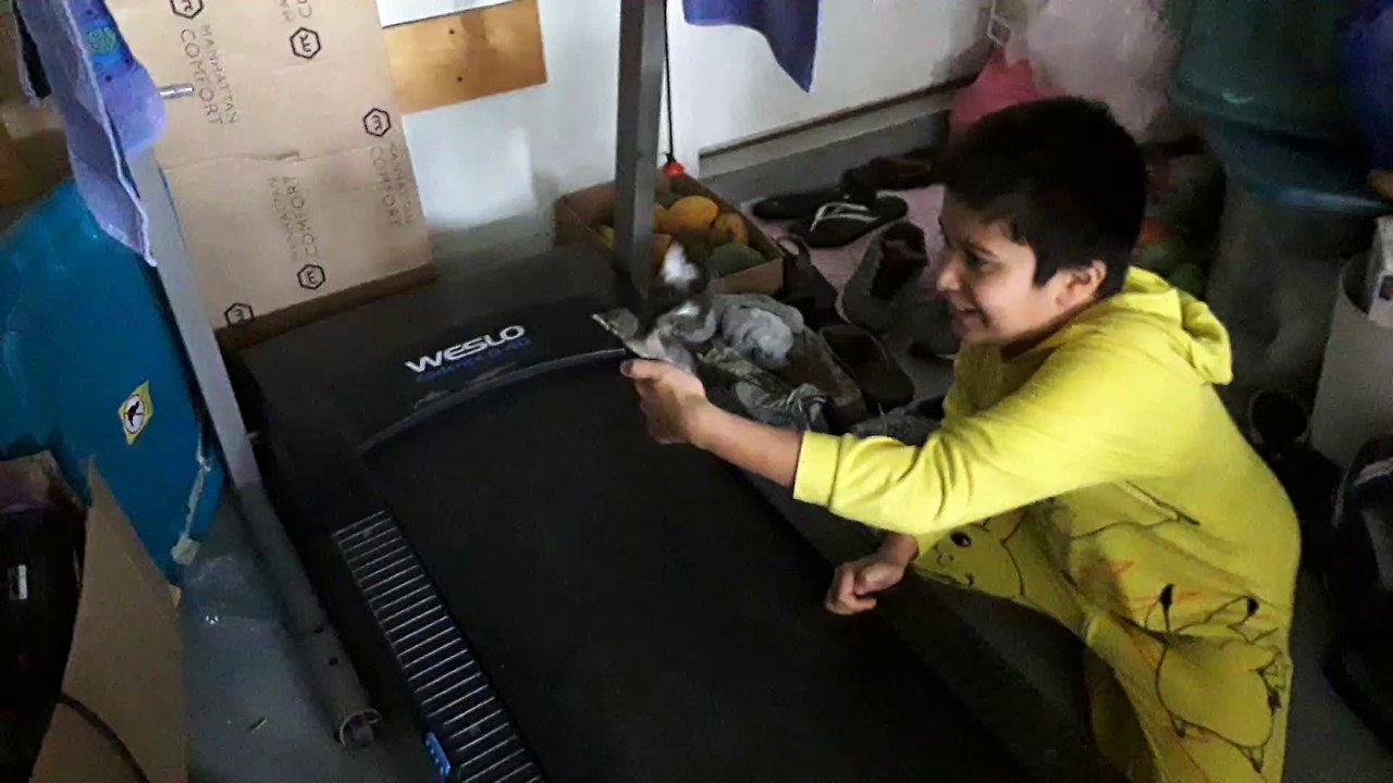 Northern mockingbird baby   first practice flapping wings