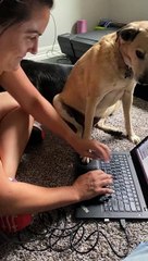 Doggo Interrupting Work Needs Attention