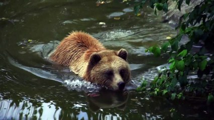 Brown bear nature animal