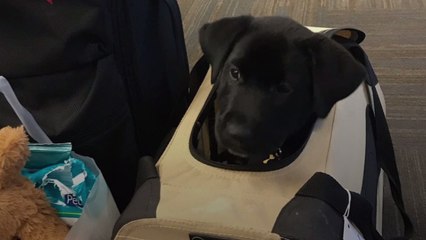 Southwest Flight Attendant Escorts Texas Puppy 2,000 Miles to His Forever Home in North Carolina