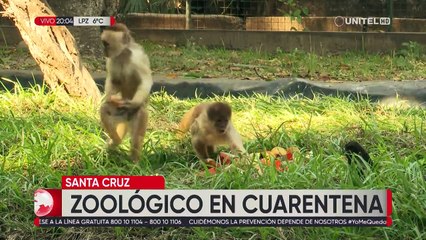 Así es la vida en el zoológico durante la cuarentena