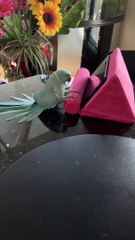 Parakeet Playing Peekaboo with Tablet