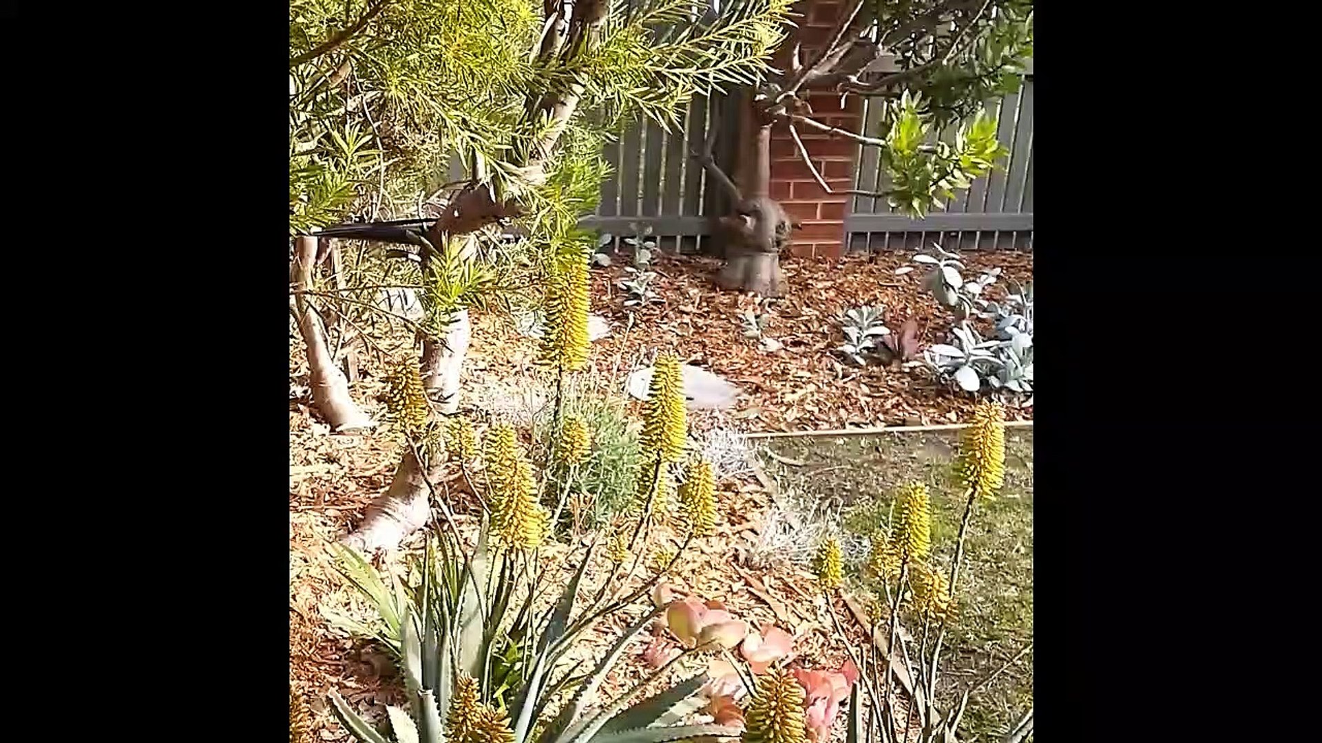 Cats and More Cats