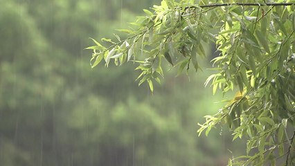 [날씨] 오늘 장마 소강...내륙 더위 속 강한 소나기 / YTN