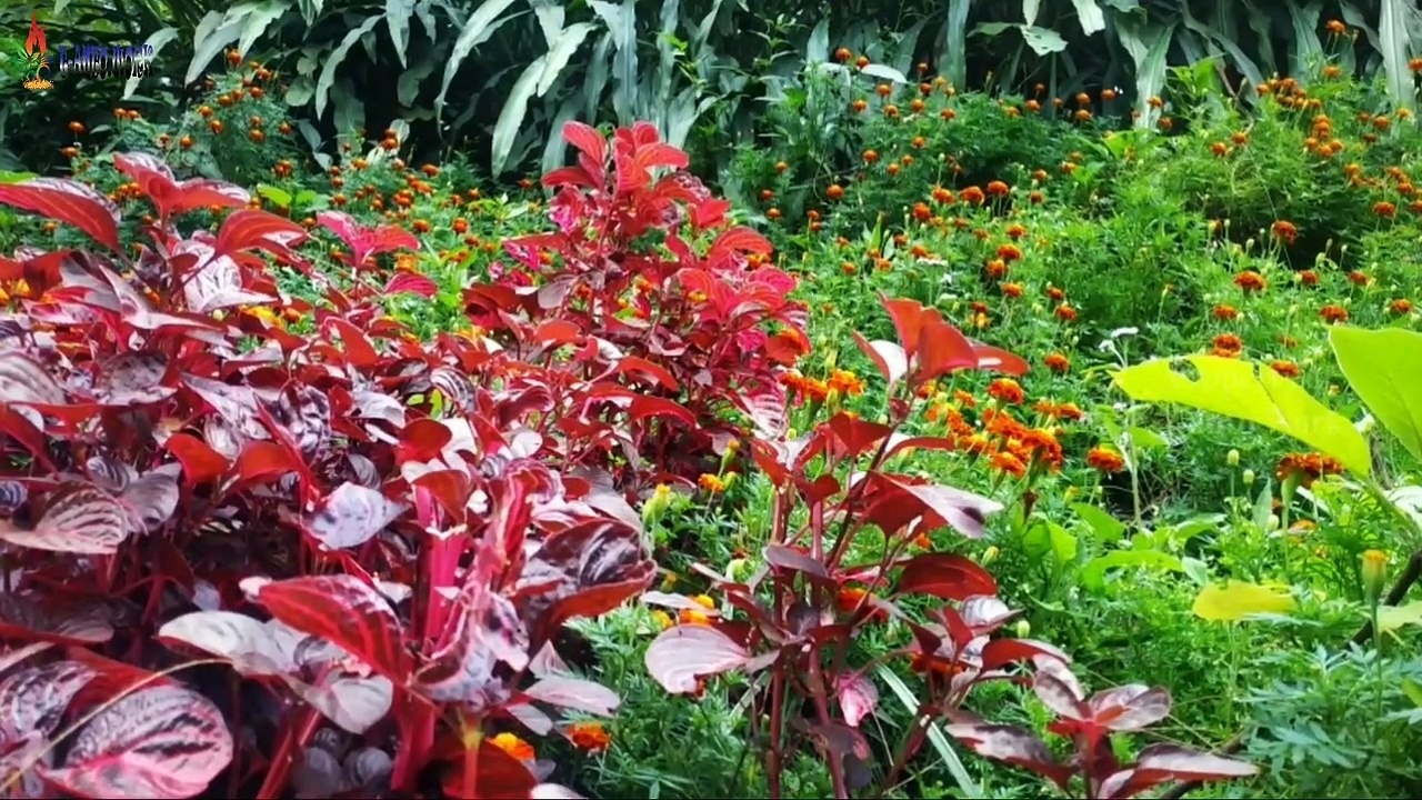 WARNA WARNI BUNGA DENGAN DEGUNG SUNDA KASALIRA