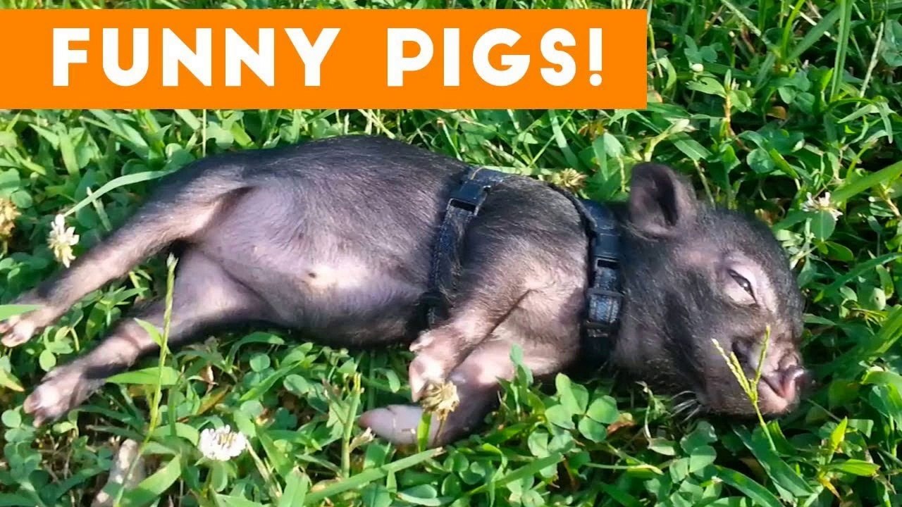 Top Funniest Pig Videos of 2017 Weekly Compilation _ Funny Pet Videos