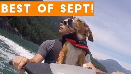 Funniest Pet Reactions & Bloopers of September 2017 _ Funny Pet Videos