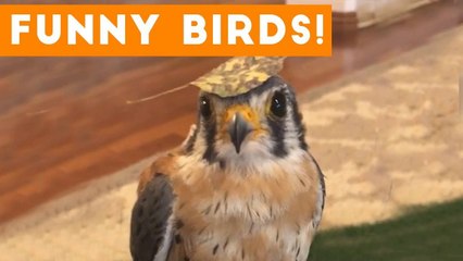 Funny Parrot & Bird Videos Weekly Compilation 2017 _ Funny Pet Videos