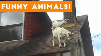 Funniest Pets of the Week Compilation October 2017 _ Funny Pet Videos