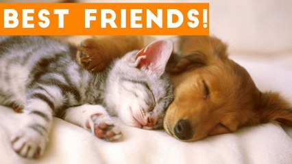 Cutest Animal Friendships Compilation 2017_ Funny Pet Videos