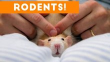 Incredible Rat & Rodent Videos of 2017 Weekly Compilation _ Funny Pet Videos