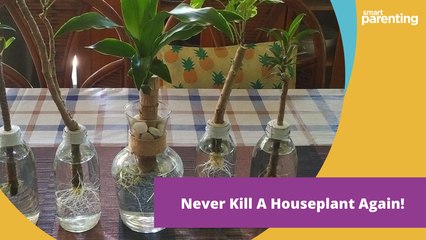 Never Kill A Houseplant Again!