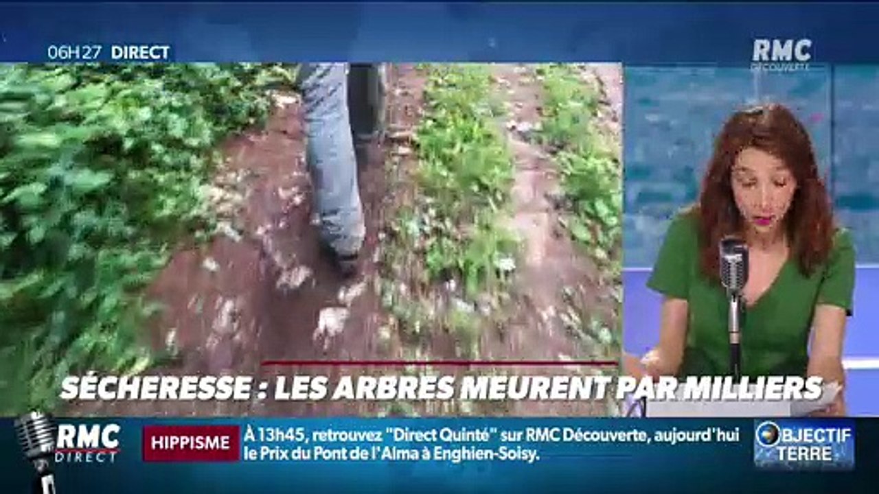 Objectif Terre : Les arbres meurent par milliers à cause de la sécheresse - 12/08