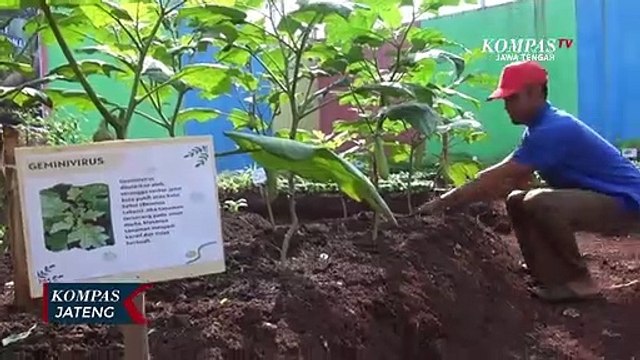 Lapas Kedungpane Panen Sayur dan Buah Dukung Ketahanan Pangan