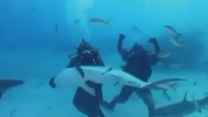 Ünlü boksör Mike Tyson köpekbalıklarının arasına daldı