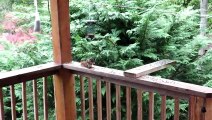 Red Squirrel Throws Annoying Little Brother off the Deck