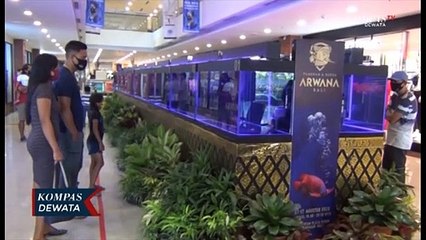 Pameran Ikan Arwana , Mengedukasi Masyarakat Tentang Ikan Arawana