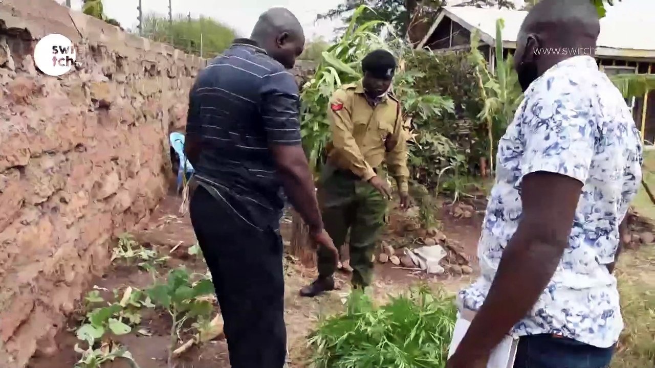 Bhang in Isiolo
