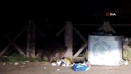 Aç kalan ayı çöpleri böyle karıştırdı