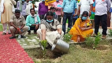 सांसद रेखा वर्मा ने किया वृक्षारोपण