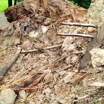 बारिश में ढहा कच्चा मकान, मलबे में दबकर भैंस की मौत,