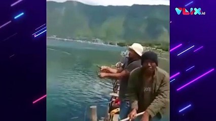 Ikan Mas Raksasa Seberat 15 Kg Hebohkan Danau Toba
