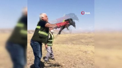 Kaya kartalı, doğal ortamına salındı