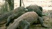 Extreme Wildlife and Fascinating Nature on Animal Planet (Compilation)2020
